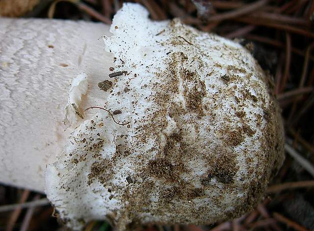 Agaricus pequinii    (Boud.)    Singer